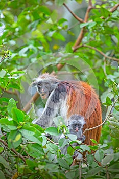 The endangered Zanzibar red colobus monkey