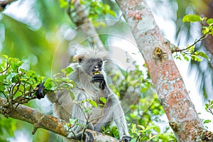 The endangered Zanzibar red colobus monkey