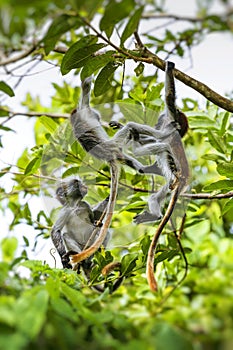 Endangered Zanzibar red colobus monkey Procolobus kirkii, Joza