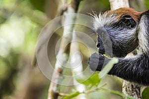 Endangered Zanzibar red colobus monkey (Procolobus kirkii), Jozani forest, Zanzibar