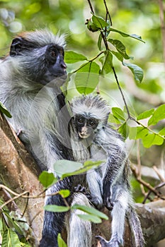 Endangered Zanzibar red colobus monkey (Procolobus kirkii), Jozani forest, Zanzibar