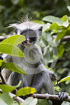 Endangered Zanzibar red colobus monkey (Procolobus kirkii), Jozani forest, Zanzibar