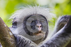 Endangered Zanzibar red colobus monkey (Procolobus kirkii), Jozani forest, Zanzibar