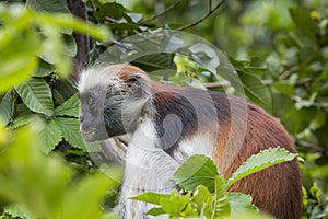 Endangered Zanzibar red colobus monkey (Procolobus kirkii), Jozani forest, Zanzibar