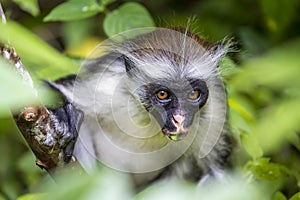 Endangered Zanzibar red colobus monkey (Procolobus kirkii), Jozani forest, Zanzibar