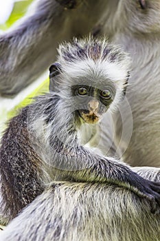 Endangered Zanzibar red colobus monkey (Procolobus kirkii), Jozani forest, Zanzibar