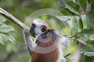 Endangered Zanzibar red colobus monkey (Procolobus kirkii), Jozani forest, Zanzibar