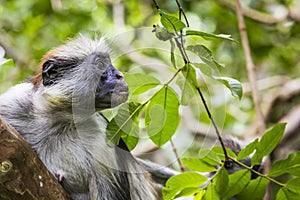 Endangered Zanzibar red colobus monkey (Procolobus kirkii), Jozani forest, Zanzibar