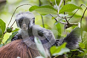 Endangered Zanzibar red colobus monkey (Procolobus kirkii), Jozani forest, Zanzibar