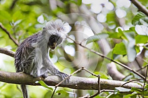 Endangered Zanzibar red colobus monkey (Procolobus kirkii), Jozani forest, Zanzibar