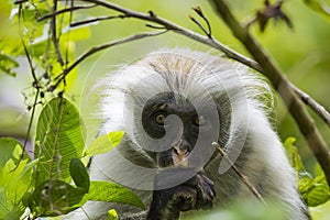 Endangered Zanzibar red colobus monkey (Procolobus kirkii), Jozani forest, Zanzibar