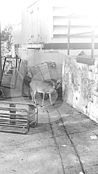 Endangering the endangered