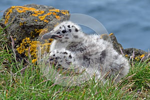 Endearing chicks of black-backed seagull, Iceland