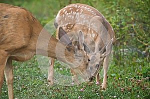 Endearing Communication between Doe and Fawn