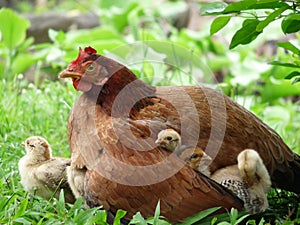 Under mum`s wing - Close up of mother hen with three cute chicks under her wing and one beside her sitting on grass photo