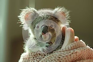 The endearing image of a person cradling a fluffy koala plush toy