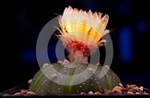 Endearing small cactus plant with a bright pink flower perched atop of its spiky needles