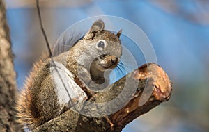 Endearing, springtime Red squirrel, close up and looking at camera photo
