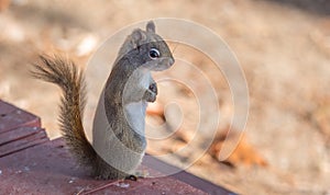 Endearing, springtime Red squirrel, close up, sitting up on a deck, paws tucked to chest.