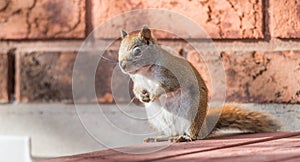 Endearing, springtime Red squirrel, close up, sitting up on a deck, paws tucked to chest.