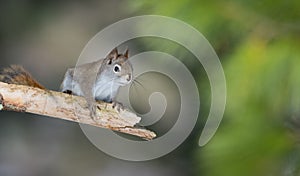 Endearing Springtime Red squirrel on a pine branch. Quick little woodland creature running up & down woodland trees.