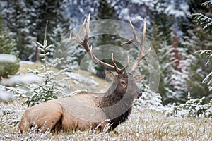 Endearing wapiti deer in a snowy field