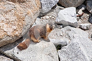 endearing yellow-bellied marmots.