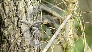 Endemic Agamid Lizard on tree close up