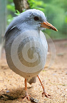 The endemic bird Kagu Rhynochetos jubatus