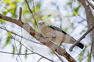 Endemic bird white-headed vanga Madagascar