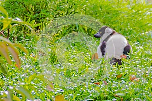 Endemic Black-and-white ruffed lemur (Varecia variegata subcincta) at the open zoo