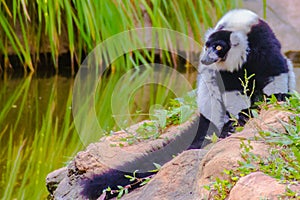 Endemic Black-and-white ruffed lemur (Varecia variegata subcincta) at the open zoo