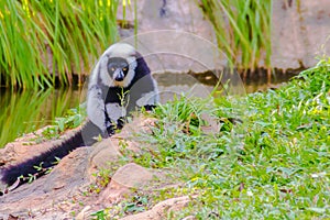 Endemic Black-and-white ruffed lemur (Varecia variegata subcincta) at the open zoo