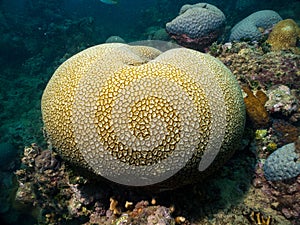 Endemic from Brazil, Reef coral Favia leptophylla