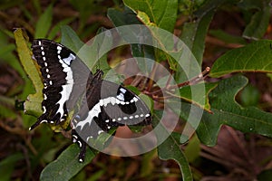 Endemic butterfly from Madagascar, Papilio delalandei, sitting on the green leave in the nature habita. Butterfly from Andasibe