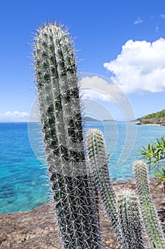 Endemic Caribbean cactus of Isla Culebra photo