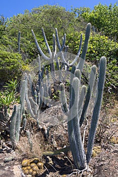 Endemic Caribbean cactus and plants photo