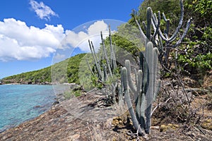 Endemic Caribbean plant species