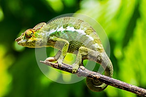 Endemic chameleon in Madagascar photo