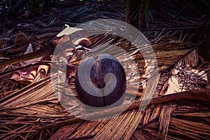 Endemic coco de mer sea coconut in Seychelles