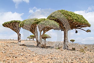 Endemic Dragon tree of Socotra Island