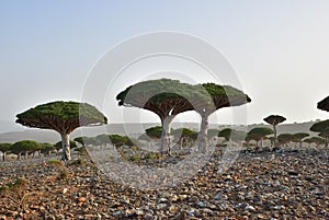 Endemic Dragon tree of Socotra Island on Yemen