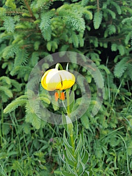 Endemic flower, Bosnian lilly photo