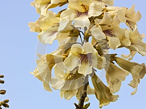 Endemic flower of Madagascar