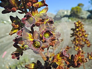 Endemic flower of Madagascar