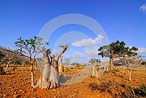 Endemic forest on the Socotra island photo