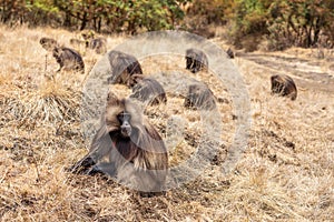 Endemic Gelada in Simien mountain, Ethiopia