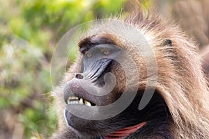 Endemic Gelada in Simien mountain, Ethiopia