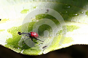 Endemic Giraffe weevil (Trachelophorus giraffa) on a green leaf.