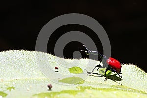 Endemic Giraffe weevil (Trachelophorus giraffa) on a green leaf.